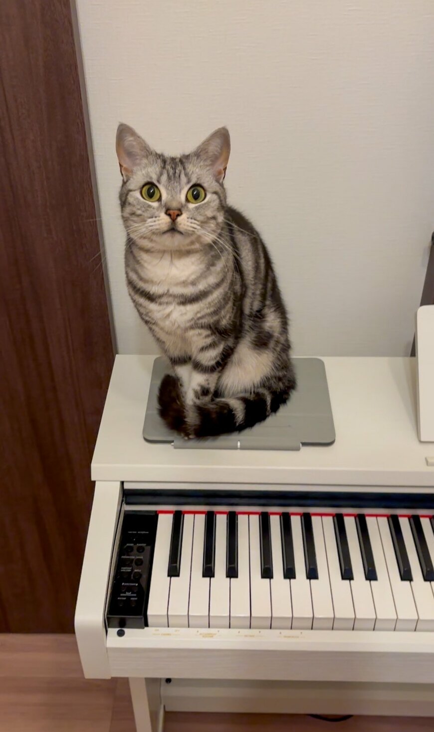 iPadを使うために、猫を移動させると…？待ち受けていたまさかのチームプレイが話題