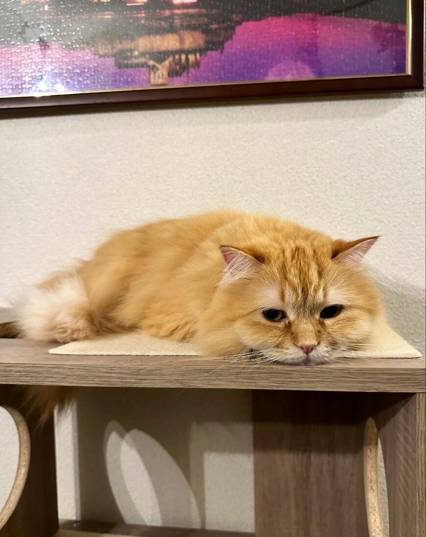 出所：@NEKOLAND13