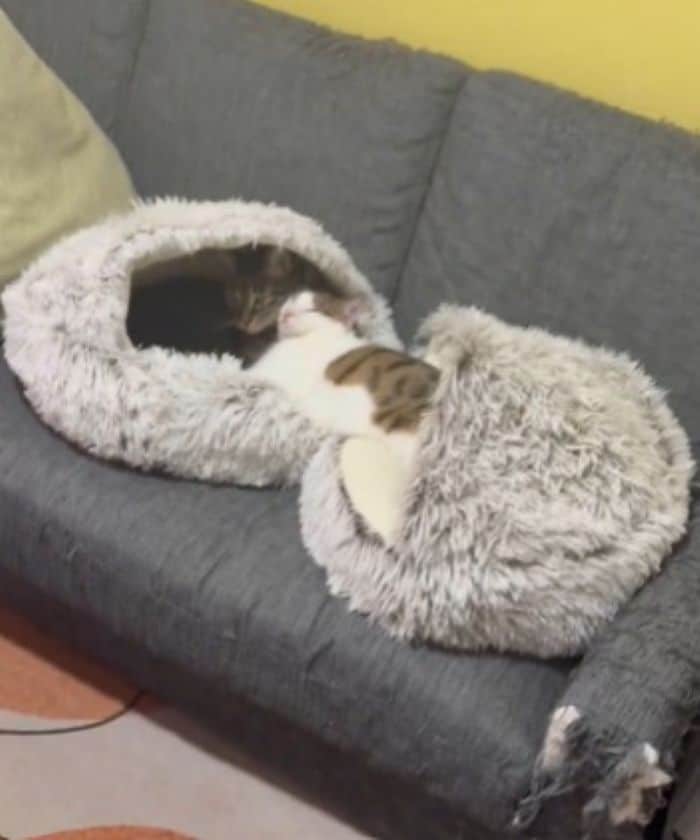 追加購入した猫ベッド　子猫の「意外な使い方」に笑っちゃう