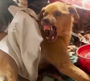 弱って捨てられた老犬が元気な姿に！温かいケアで穏やかな表情を取り戻すまで