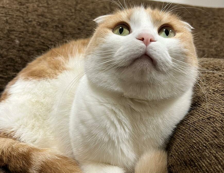 出所：@torotolo106106