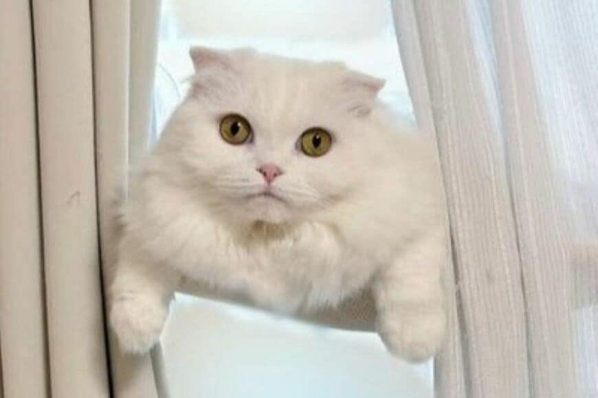 「愛用のハンモック」を洗濯した結果　猫の様子が可哀想なのに「どこか可愛い」と話題