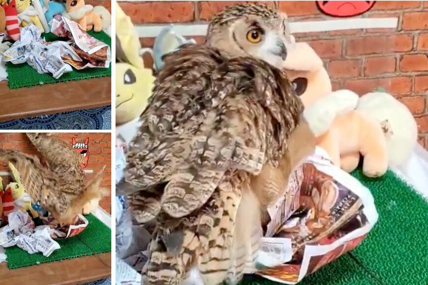 出所：@NORIKO_Rye