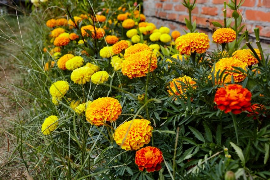 Andrii Salomatin/shutterstock.com