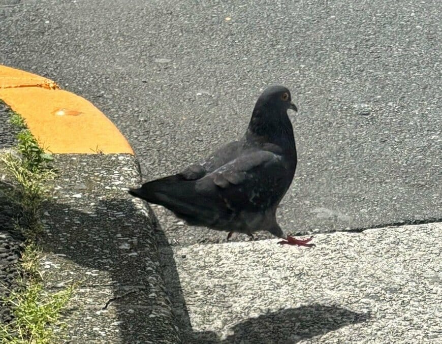 道端でぴょーんとジャンプする鳩を撮影　珍しい瞬間をとらえた姿に「あまりにも鳩サブレ」「本当にかわいい」