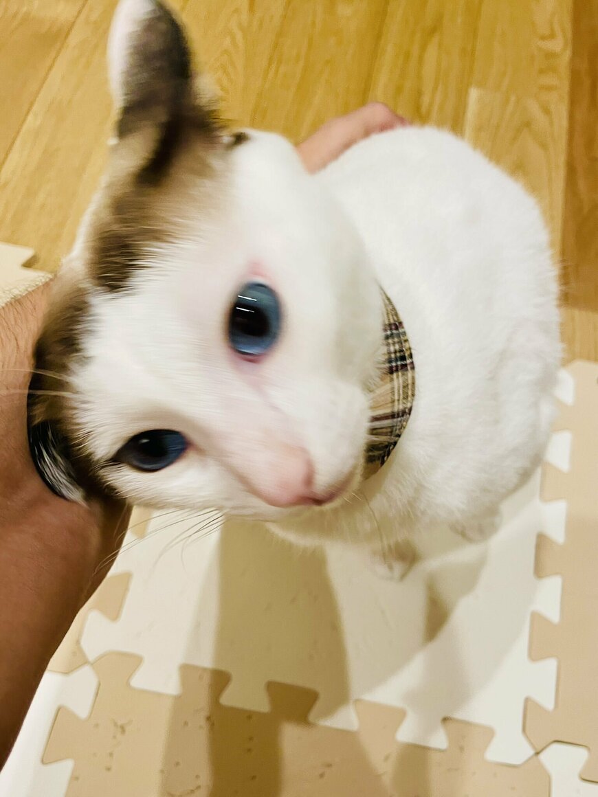 出所：@tsukune216