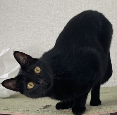 出所：＠Teagle_Noir