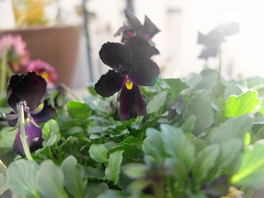 ビオラ 1苗で素敵に仕上がる！セリア「110円ストーン調プランター」に黒い花が美しい〈ビオラ〉を植えてみました〈実践レポート〉