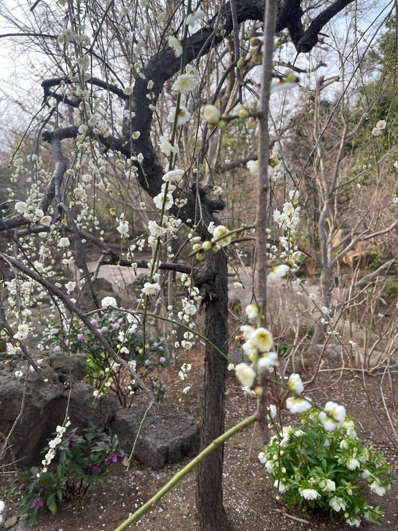 出所：假屋崎省吾のAmeba公式ブログ　参照日：2026-04-07