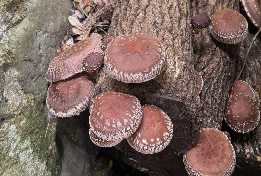 出所：＠wiz.at.tao