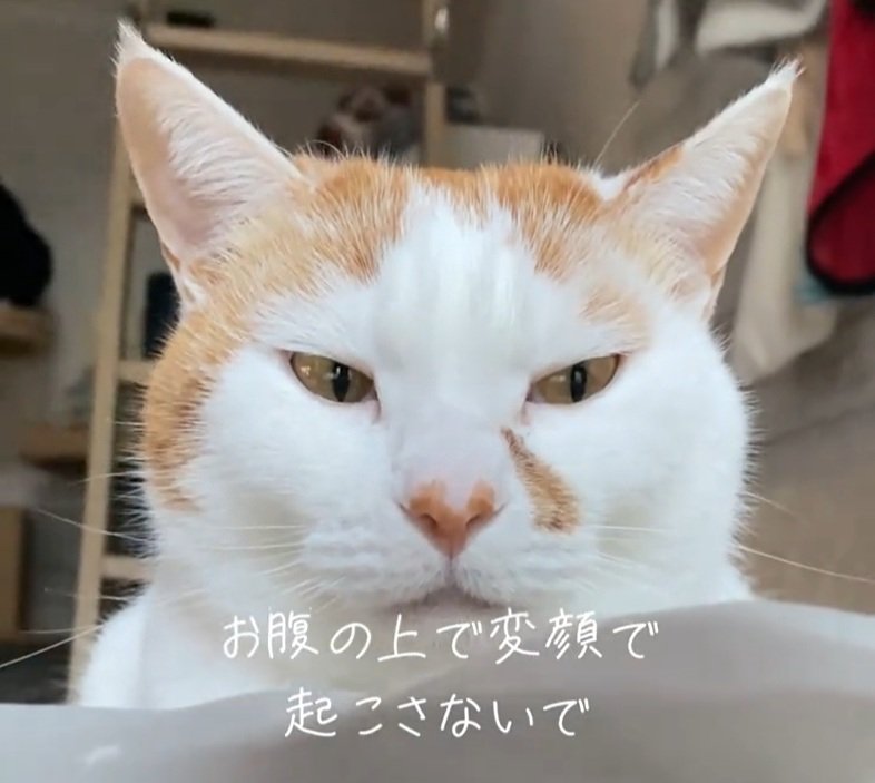 「まいりました」飼い主が起きると『変顔』で待っていた猫　思わず二度見したくなる表情に注目