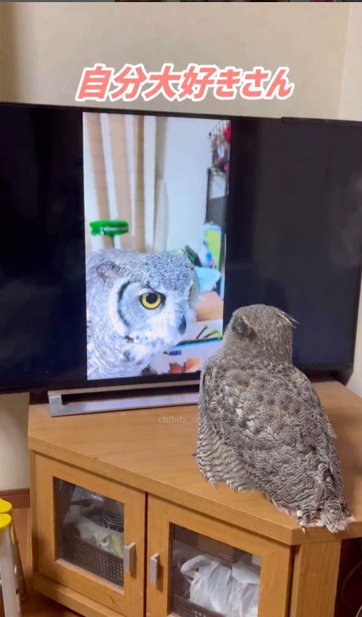 出所：@chibita_owl