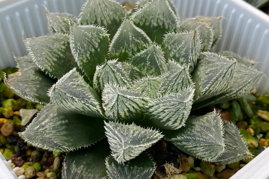 Christina Siow/shutterstock.com