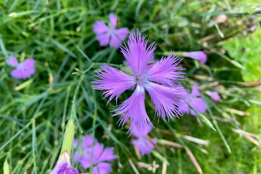 【ガーデニング】秋冬の花壇のしっとり感が上がる＆今年こそ植えたい「大人シックな花たち」6選【ガーデニングアーカイブ2022/9】