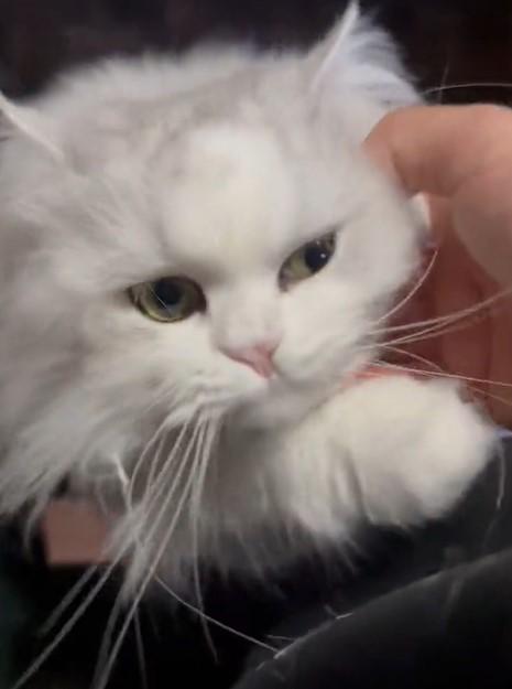 出所：@NEKOLAND13