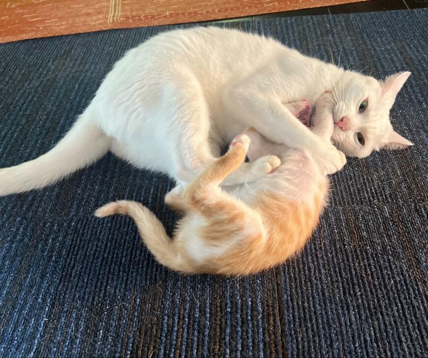 先輩猫から「技を継承」した保護猫　その結果…予想外の光景に成長を感じる…！