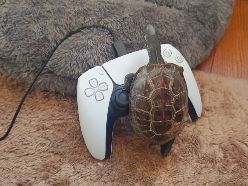 出所：＠kusa.kame.gunso