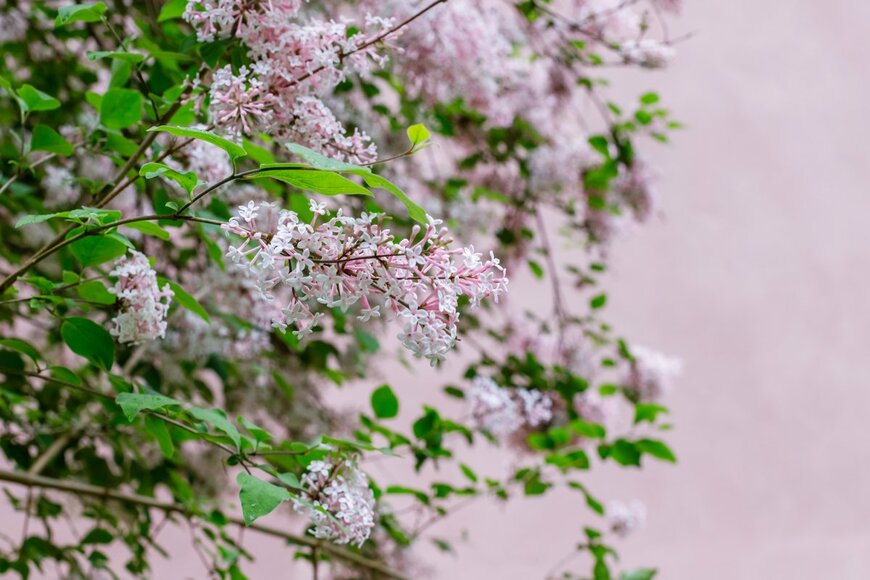 nnattalli/shutterstock.com