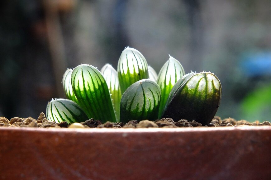 Thiti.S/Shutterstock.com