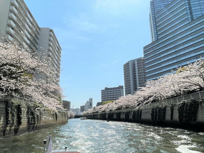 画像出所：株式会社SPICE SERVE「【目黒川お花見CHANDONクルーズ／貸切】特別仕様の船上から春を感じるファーストクラス予約開始！4000ｍ続く桜のトンネルを潜り、「仲間の笑顔に包まれる」優雅な時を 」（PR TIMES）