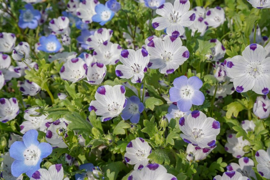 Nakarn Rungplik/shutterstock.com