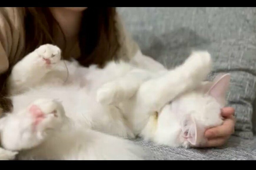 ソファでくつろいでいた飼い主　元保護猫が腕におさまり…「至福」【2023年04月アーカイブ】