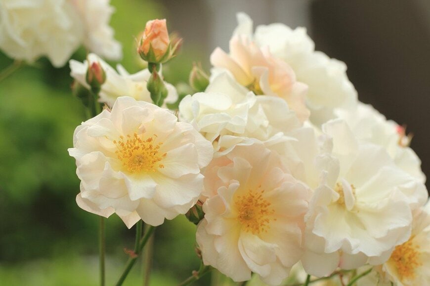 白色と淡いピンク色が混ざり合った、ペネロープの花