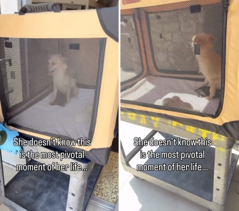 出所：<u><a href="https://www.instagram.com/p/Da8f3BLvm_-/" target="_blank">@lets.rescue.dogs</a></u>