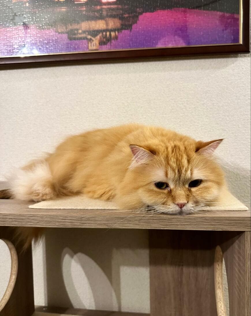 構ってほしい猫