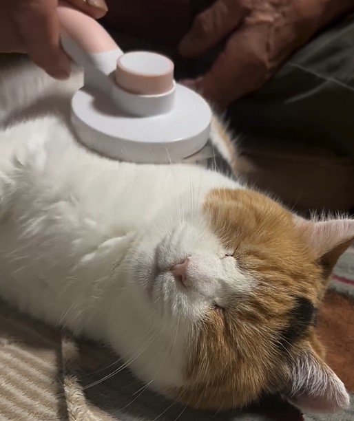 ブラッシングされる猫