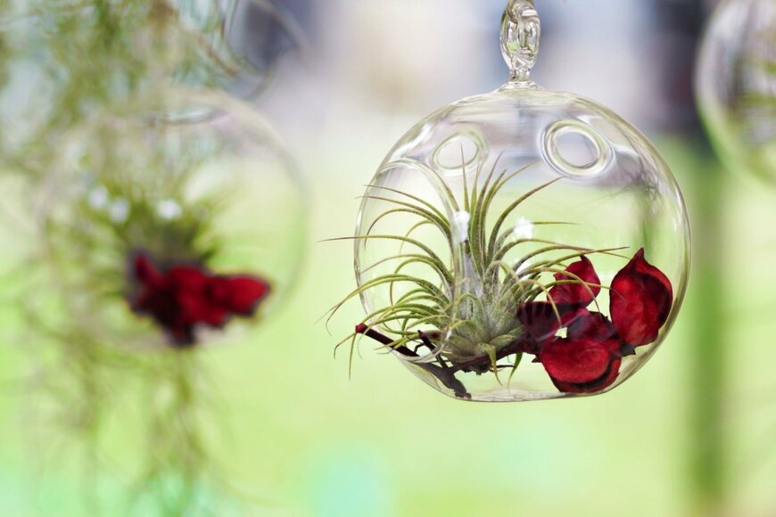 エアプランツ（ティランジア）がガラスの中でバラの花びらとともに揺れている。