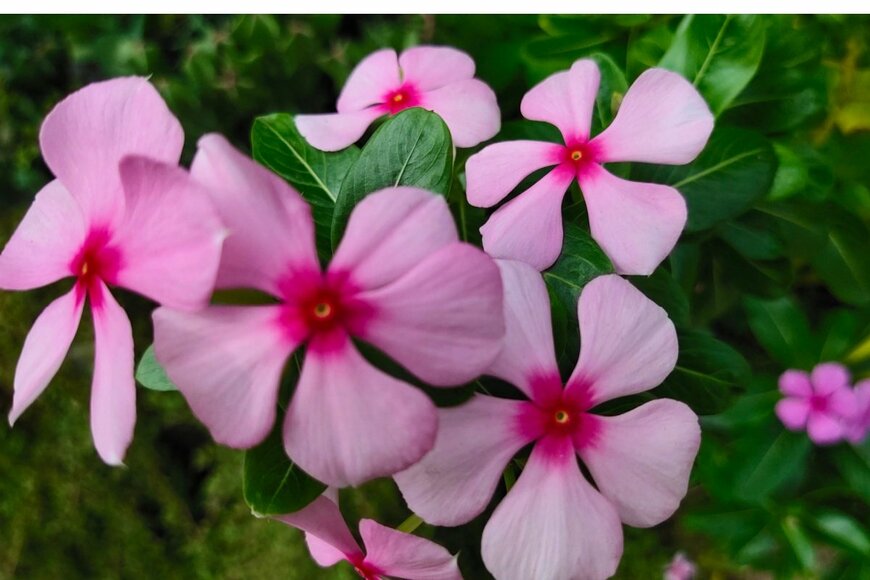 ピンクのニチニチソウ