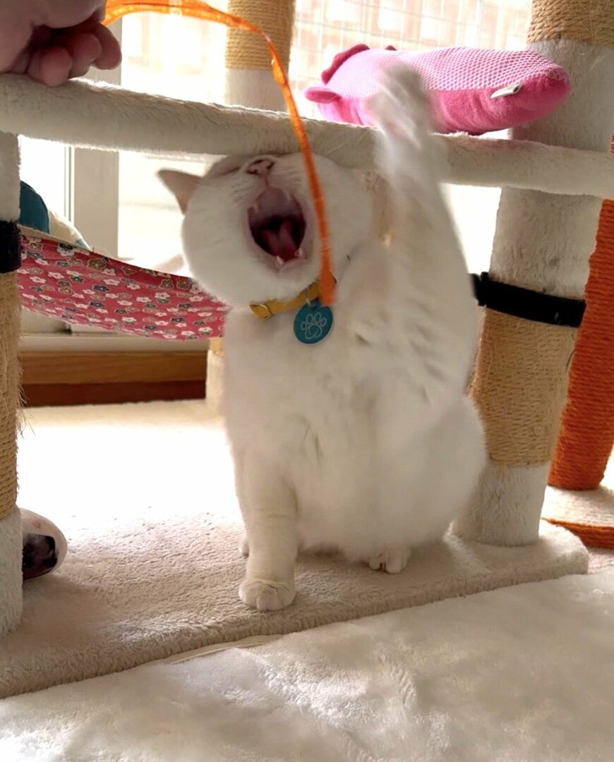 キャットタワーに頭を打つぷるちゃん