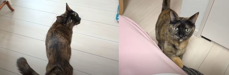 投稿動画のワンシーン