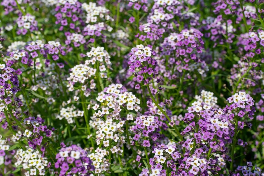 白い花と紫色の花が混じって咲いているアリッサム