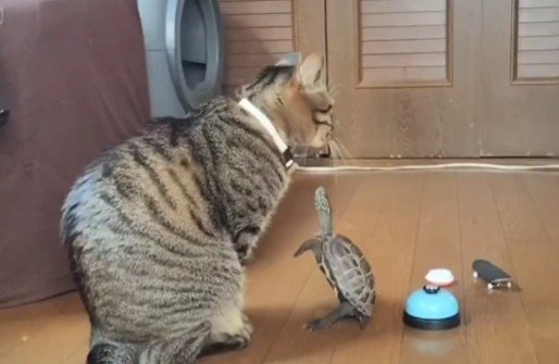 クールな小雪ちゃんとアピールしすぎてついに2本足で立つ軍曹くん