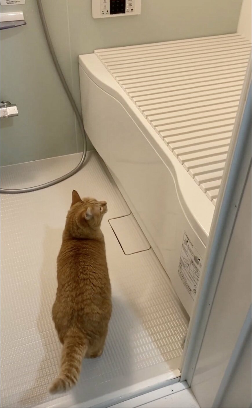 お風呂のふたを見る猫