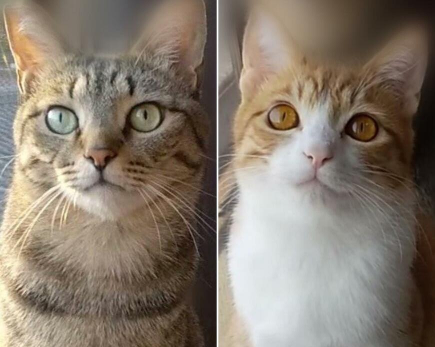 イケメン猫&美人猫