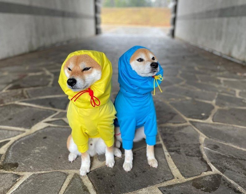 2匹のレインコートを着た犬