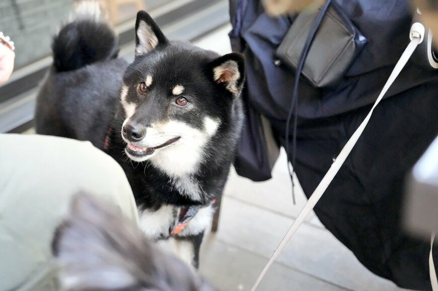 会話に参加する犬