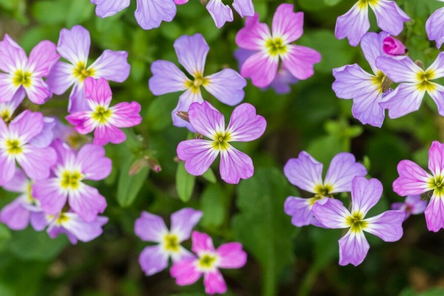 紫の「バージニアストック」の花のアップ画像