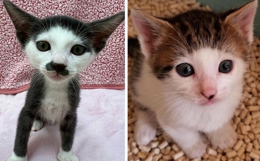 2匹の保護猫ちゃんの子猫期