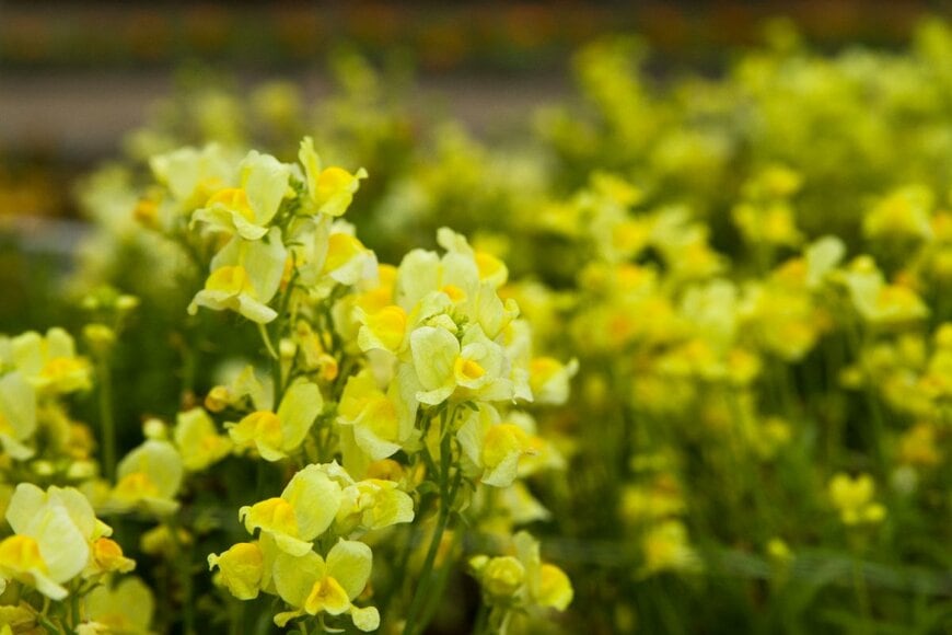 レモンイエローの花を咲かせているリナリア