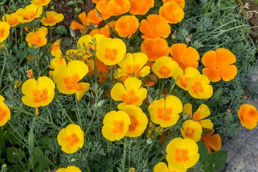 ハナビシソウの花が咲いている。色は黄色とオレンジ