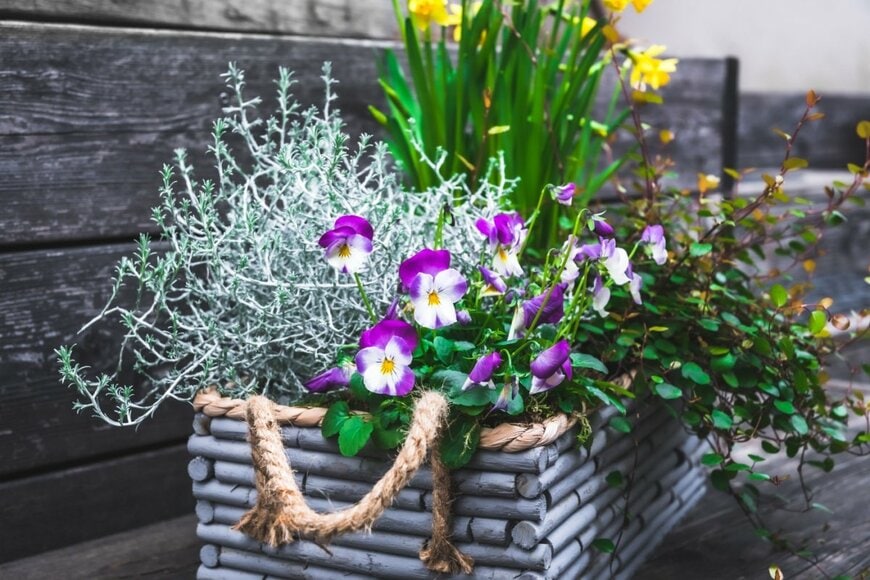 四角いプランターに植えられた、冬の花とシルバーリーフの寄せ植え