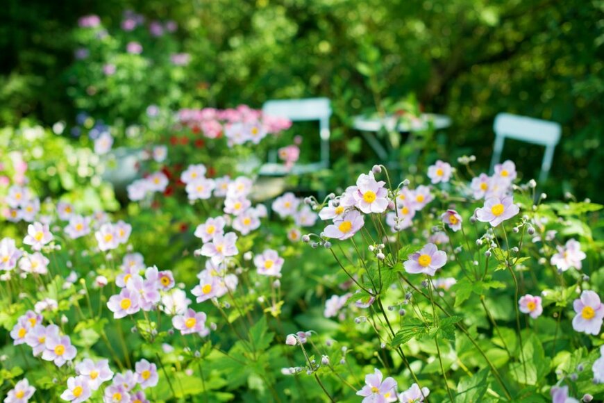 シュウメイギクの花が一面に咲いている。色は薄いピンク