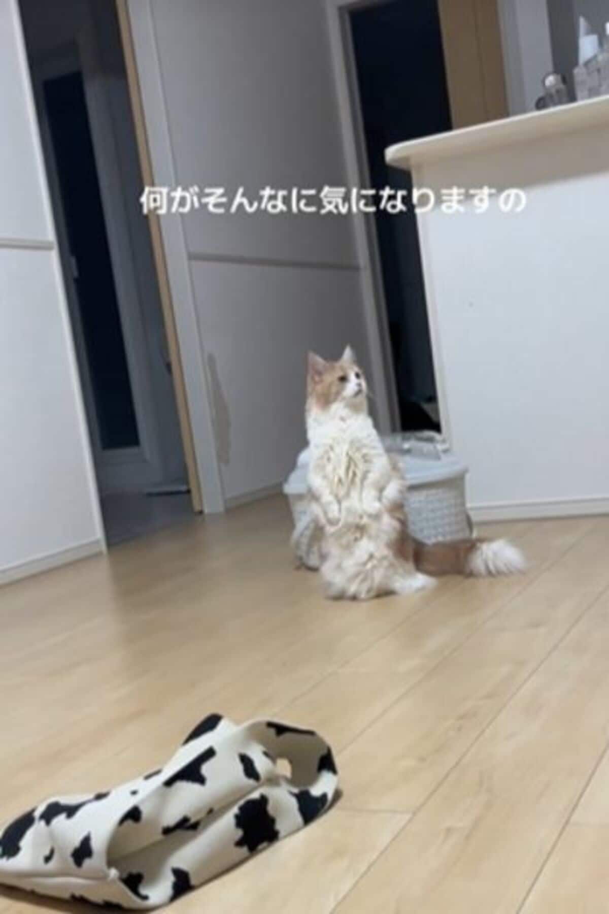 写真 | 「何がそんなに気になるの」仁王立ちで辺りを見回す猫に釘付け! 人間のような表情に「可愛い」との声 | LIMO | くらしとお金の ...
