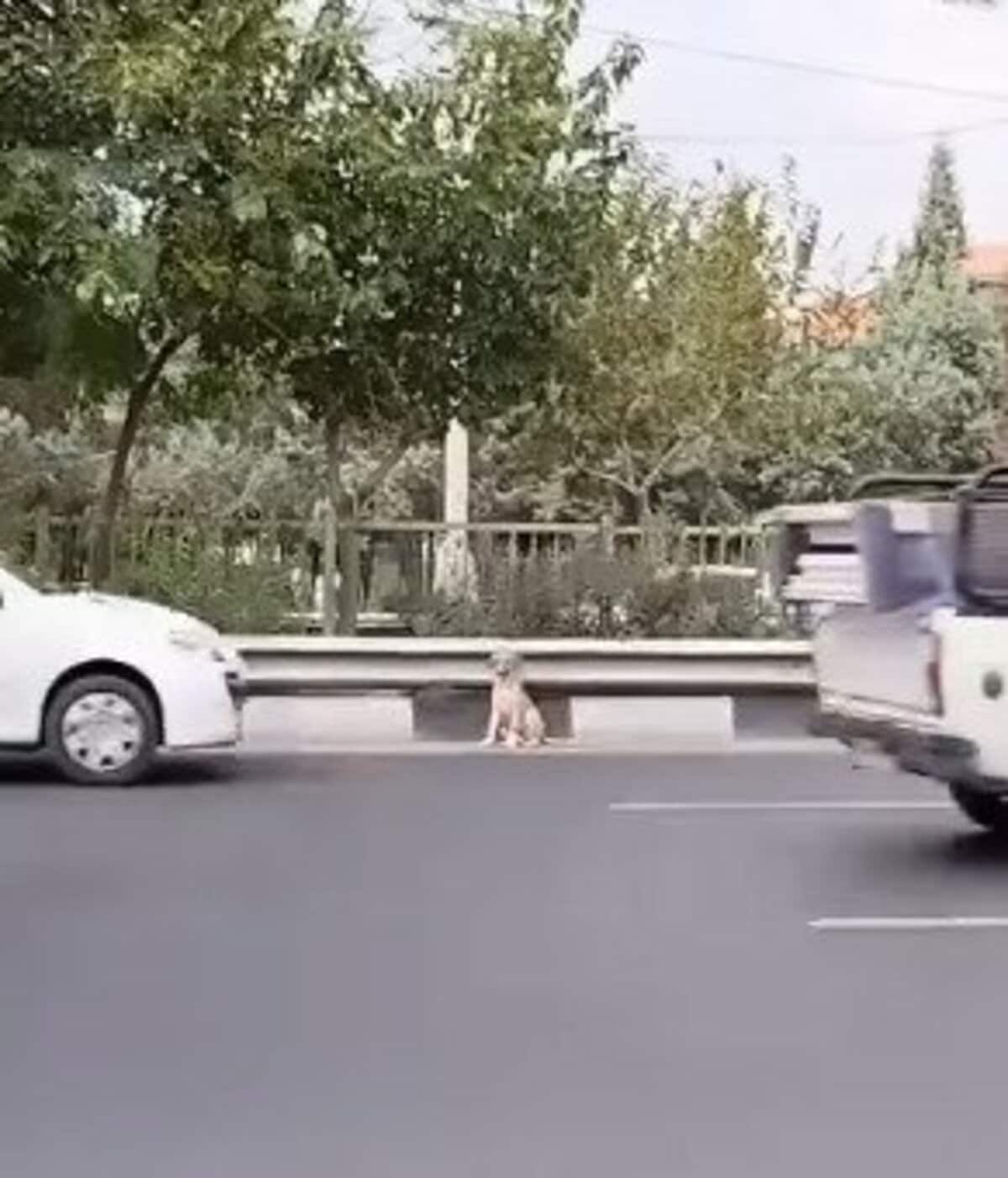「交通量の多い高速道路」でおびえていた犬を発見　親切な男性が食べ物で警戒心を和らげ「無事に救助」 | 概要 | LIMO | くらしとお金の経済メディア