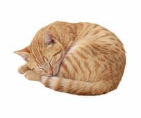 寝相がとっても自由な猫に注目集まる　飼い主の上で寝る幸せそうな姿に「これはご褒美」「猫的に絶大な信頼」