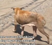 【保護犬】皮膚病を恐れて餌を与えられず飢えに苦しむ犬を保護 治療も餌も与えられ新たな生活が始まる